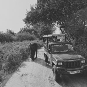 Safari